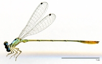 ecimg/Calvertagrion spC-m-w724e25.jpg